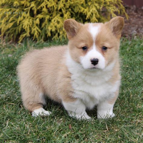 Mini corgi puppies for sale - Overview: Corgi Puppies. Pembroke Welsh Corgi puppies for sale are one of the most popular dog breeds in the world. They are known for their characteristic short legs and smiling faces. Pembroke corgis are intelligent, loyal, and affectionate dogs that make great companions. Pembroke Welsh corgis were first bred in Wales, in the early 1900s.